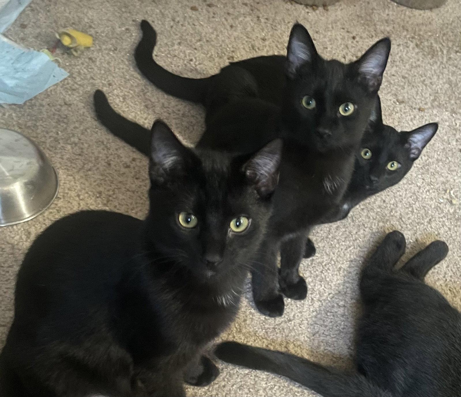 Star & Cosmo, Adoptable, Young Female Bombay & American Shorthair.