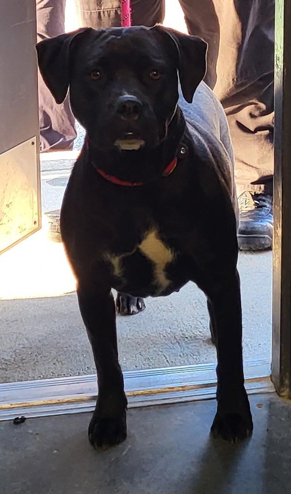 Enlarge Vc-14 Pearl, a Adoptable mixed breed in Lawrenceville, GA image 1/1