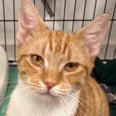 Metu, Adoptable, Kitten Female Domestic Short Hair.