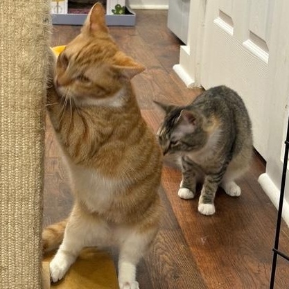 Enlarge Metu, a Adoptable Domestic Short Hair in Beaufort, SC image 3/5