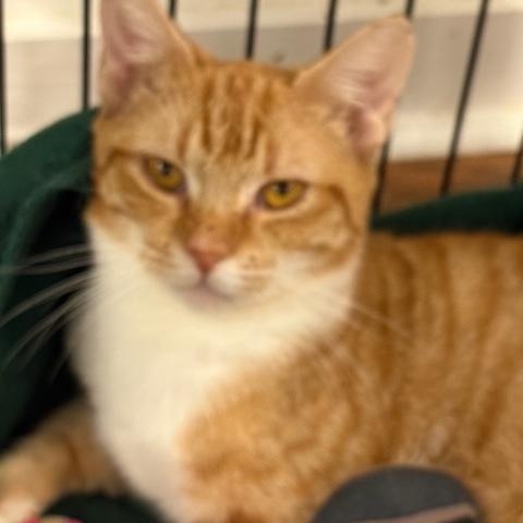 Enlarge Metu, a Adoptable Domestic Short Hair in Beaufort, SC image 2/5