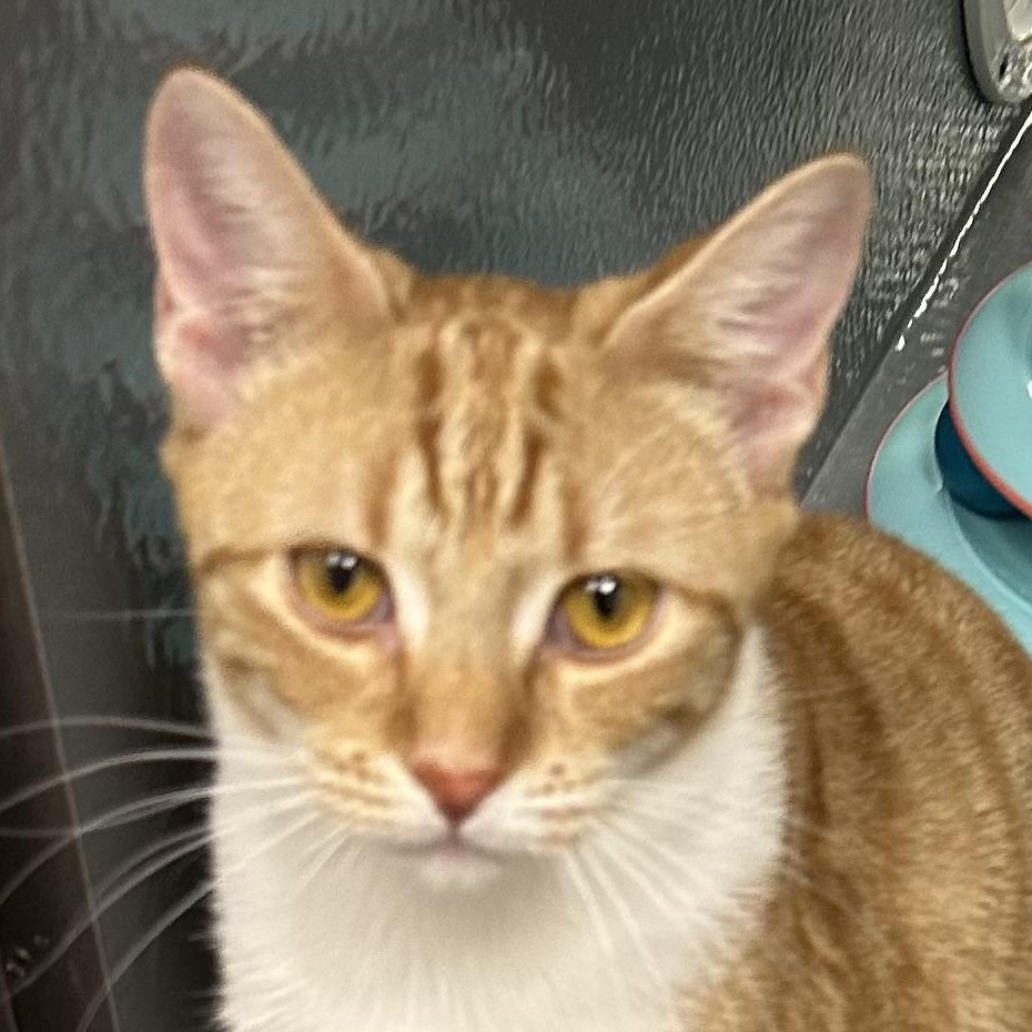 Metu, Adoptable, Kitten Female Domestic Short Hair.