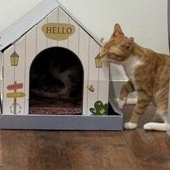 Enlarge Metu, a Adoptable Domestic Short Hair in Beaufort, SC image 4/5