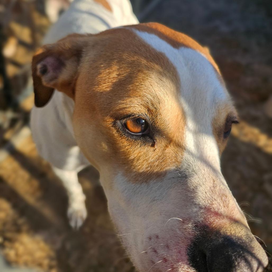 Charlotte, Adoptable, Young Female Mixed Breed & English Coonhound.