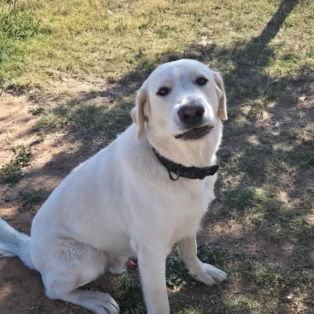Mario, a Adoptable Great Pyrenees in Midland, TX image 1/5