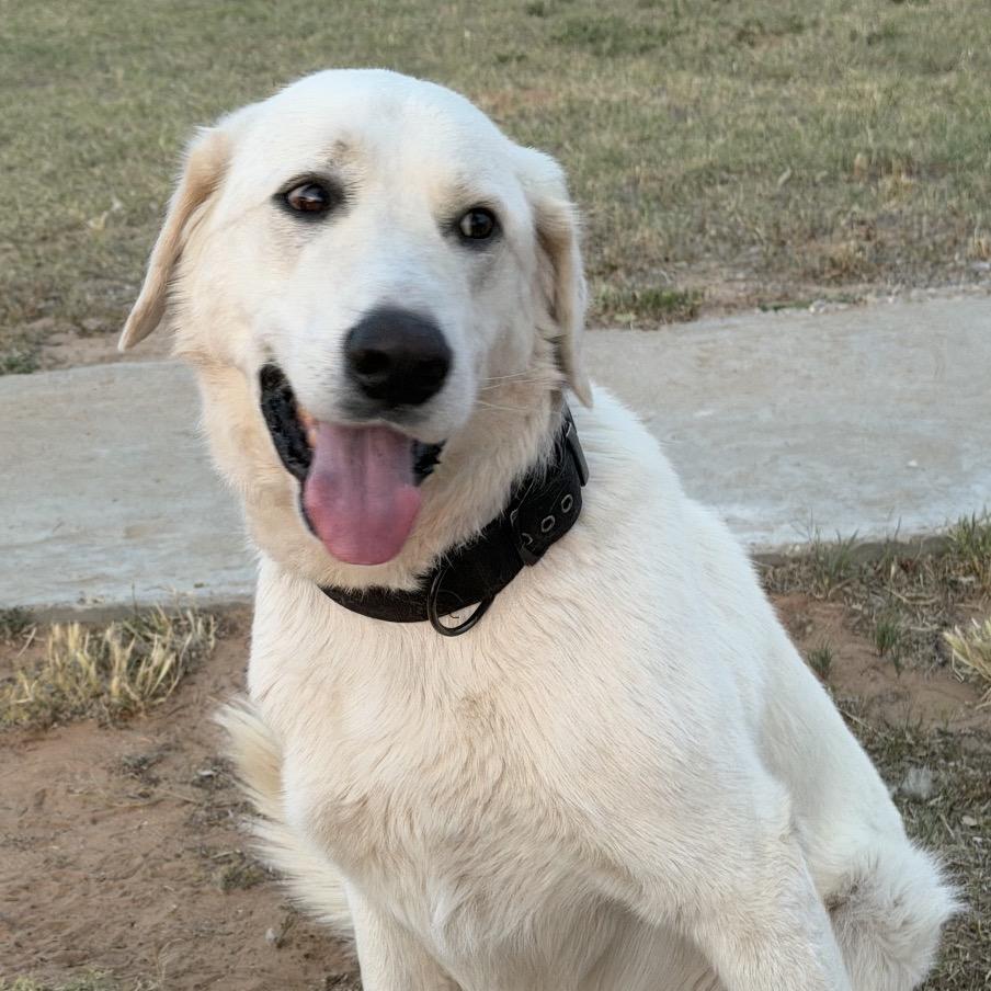 Mario, a Adoptable Great Pyrenees in Midland, TX image 2/5