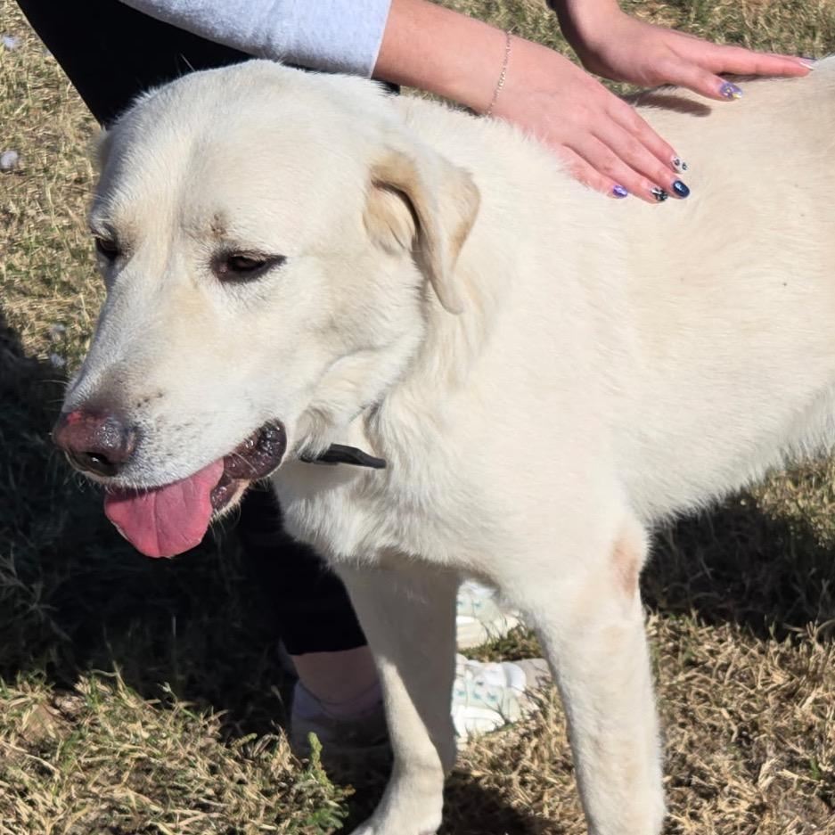 Mario, a Adoptable Great Pyrenees in Midland, TX image 3/5