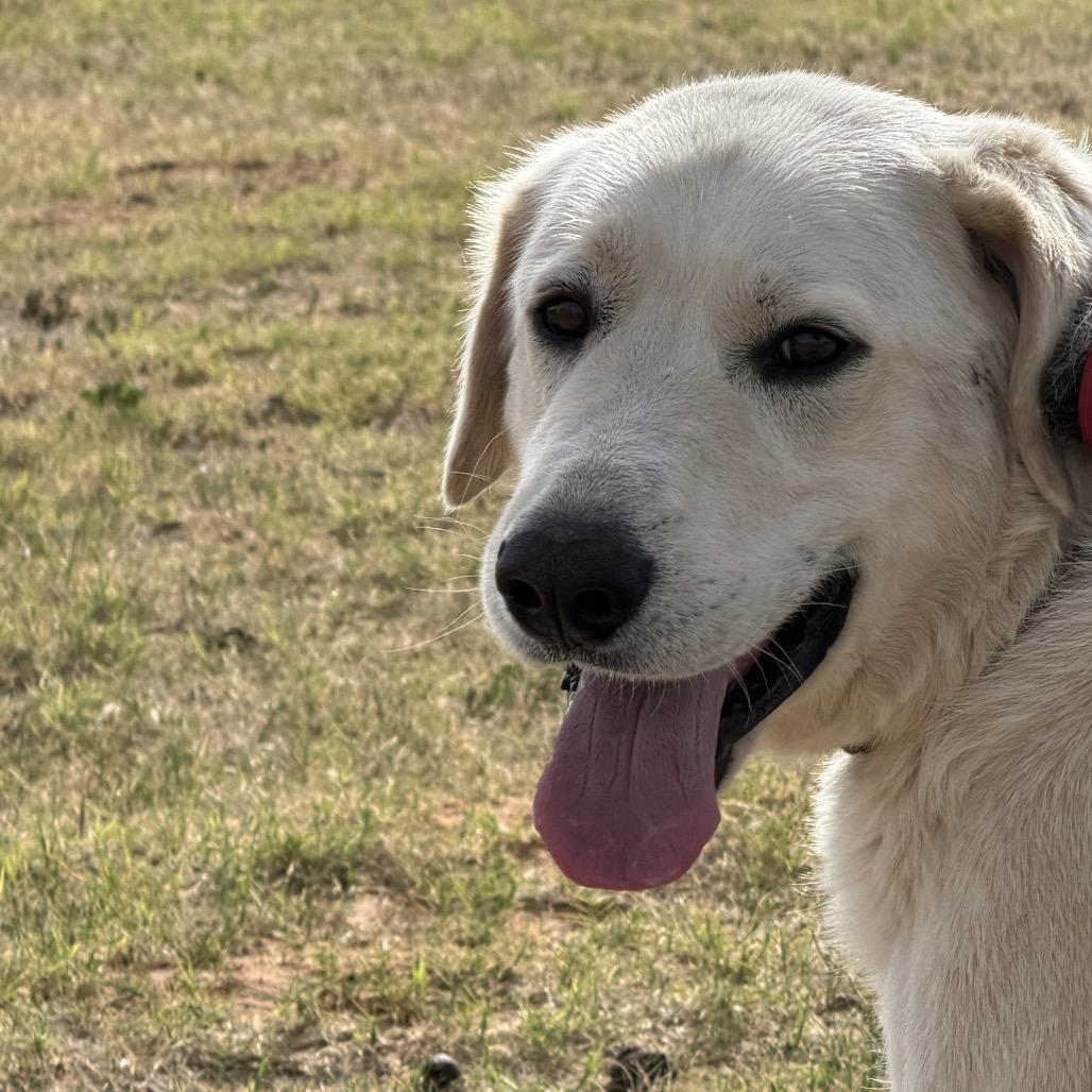 Mario, a Adoptable Great Pyrenees in Midland, TX image 4/5