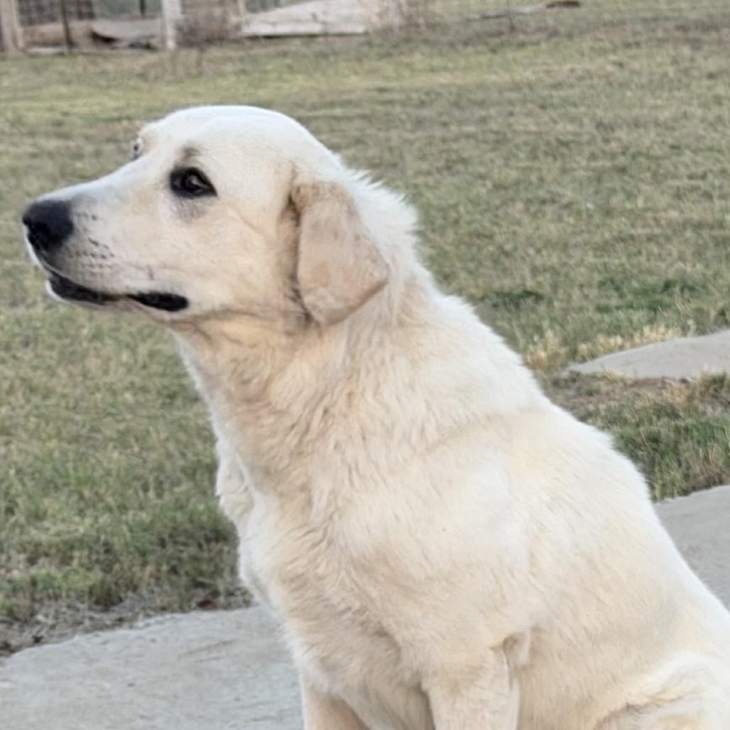 Mario, a Adoptable Great Pyrenees in Midland, TX image 5/5