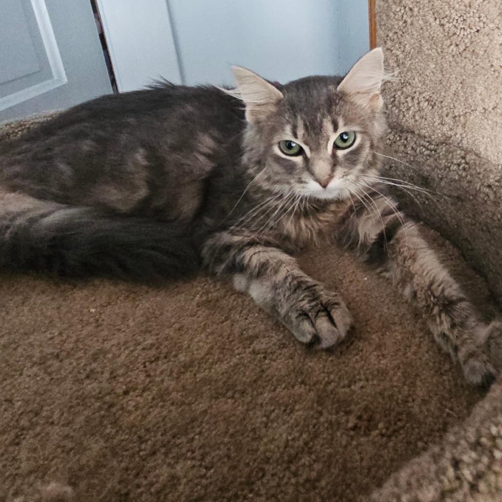 Choas, Adoptable, Young Female Domestic Long Hair.