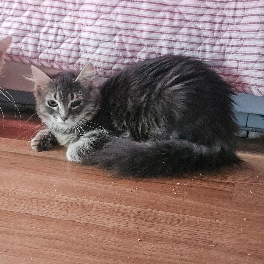 Enlarge Choas, a Adoptable Domestic Long Hair in Ringtown, PA image 3/3