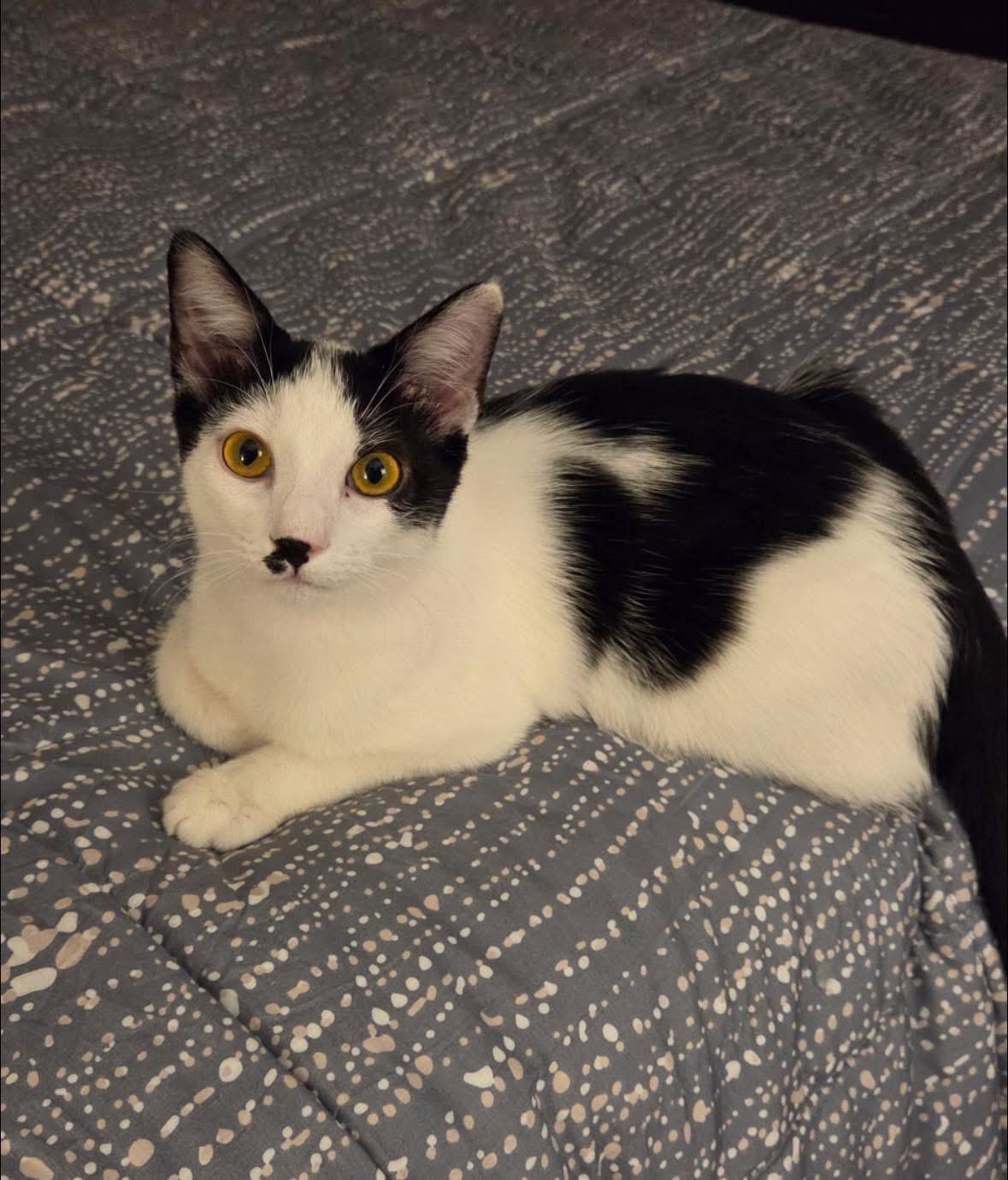 Enlarge Taylor, a Adoptable Domestic Short Hair in Seaford, NY image 3/6