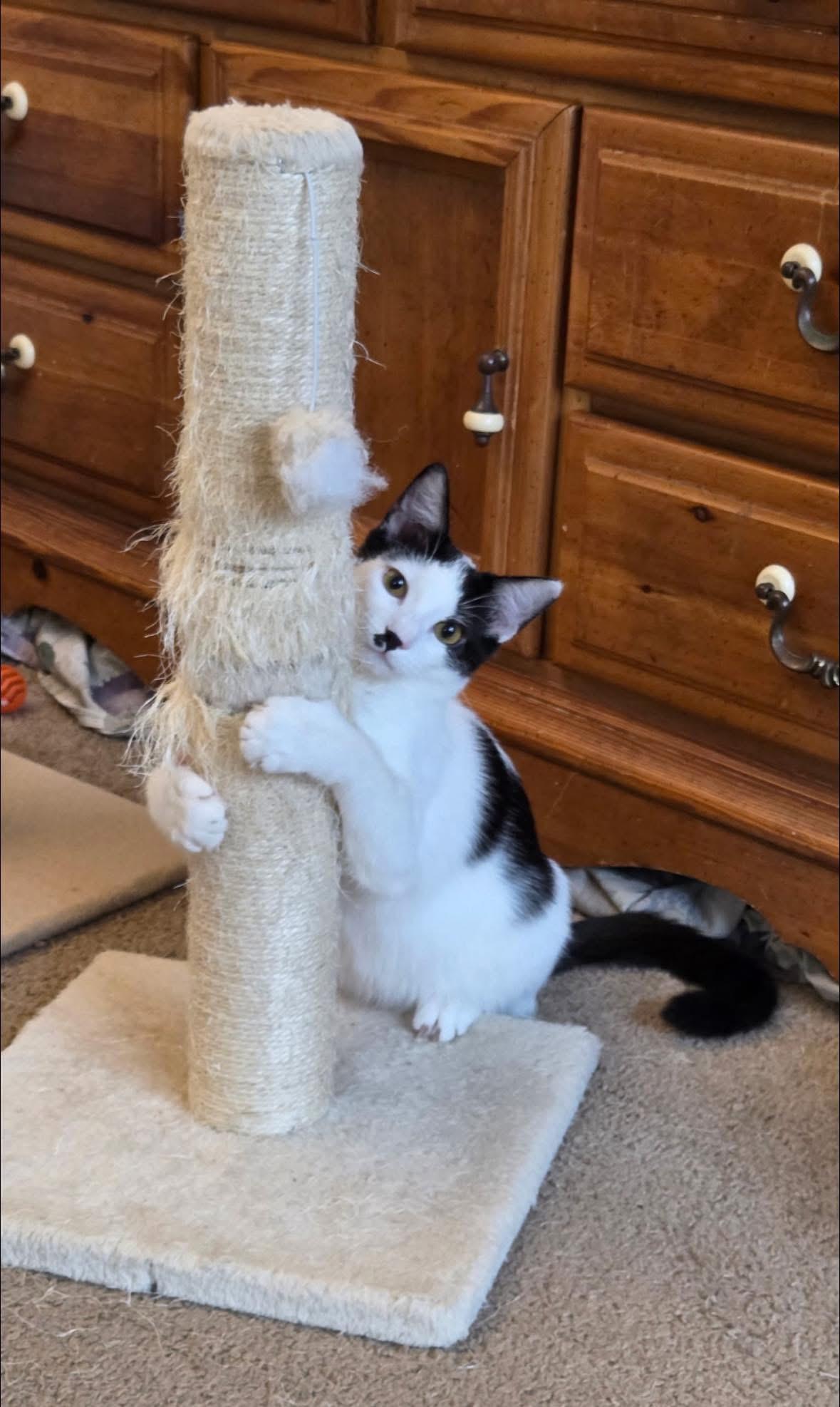 Enlarge Taylor, a Adoptable Domestic Short Hair in Seaford, NY image 4/6