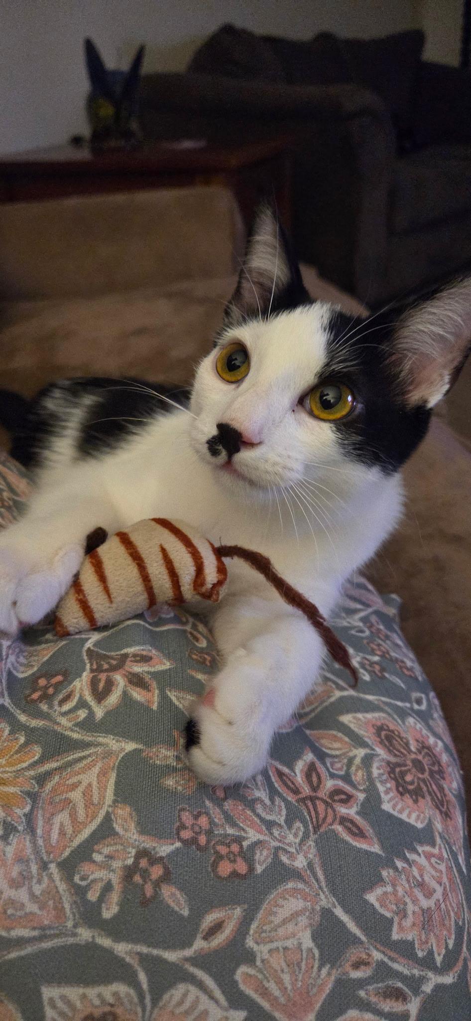 Enlarge Taylor, a Adoptable Domestic Short Hair in Seaford, NY image 5/6