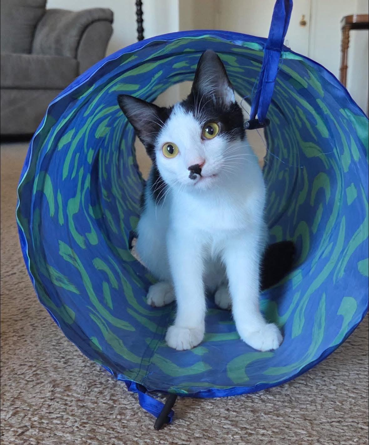 Taylor, Adoptable, Kitten Female Domestic Short Hair.