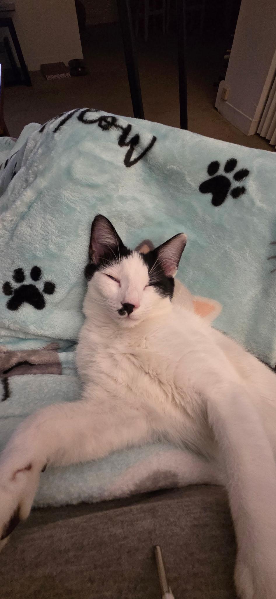 Enlarge Taylor, a Adoptable Domestic Short Hair in Seaford, NY image 6/6