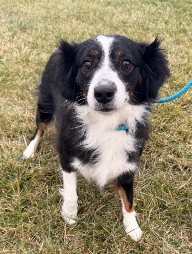 Pepper, a Adoptable Australian Shepherd in Defiance, OH image 1/2