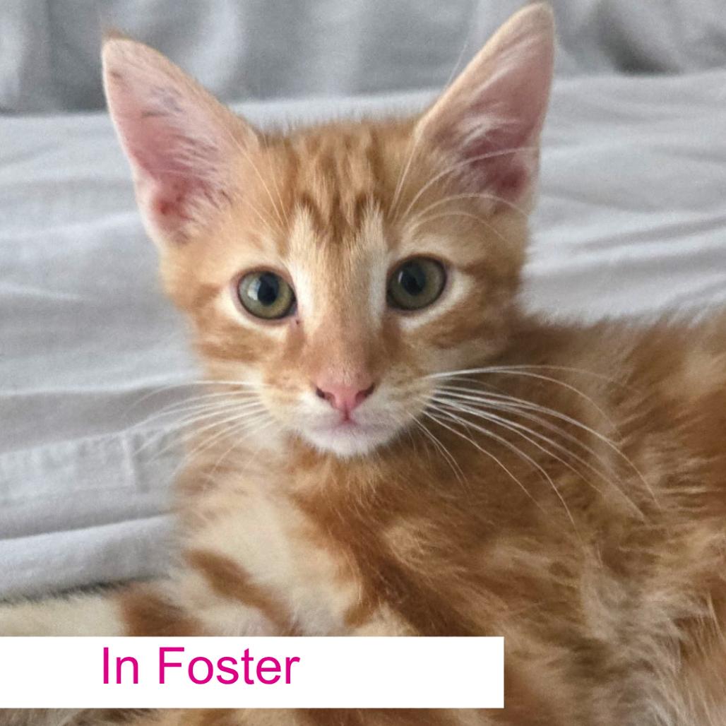 Gordo, Adoptable, Kitten Male Domestic Short Hair.