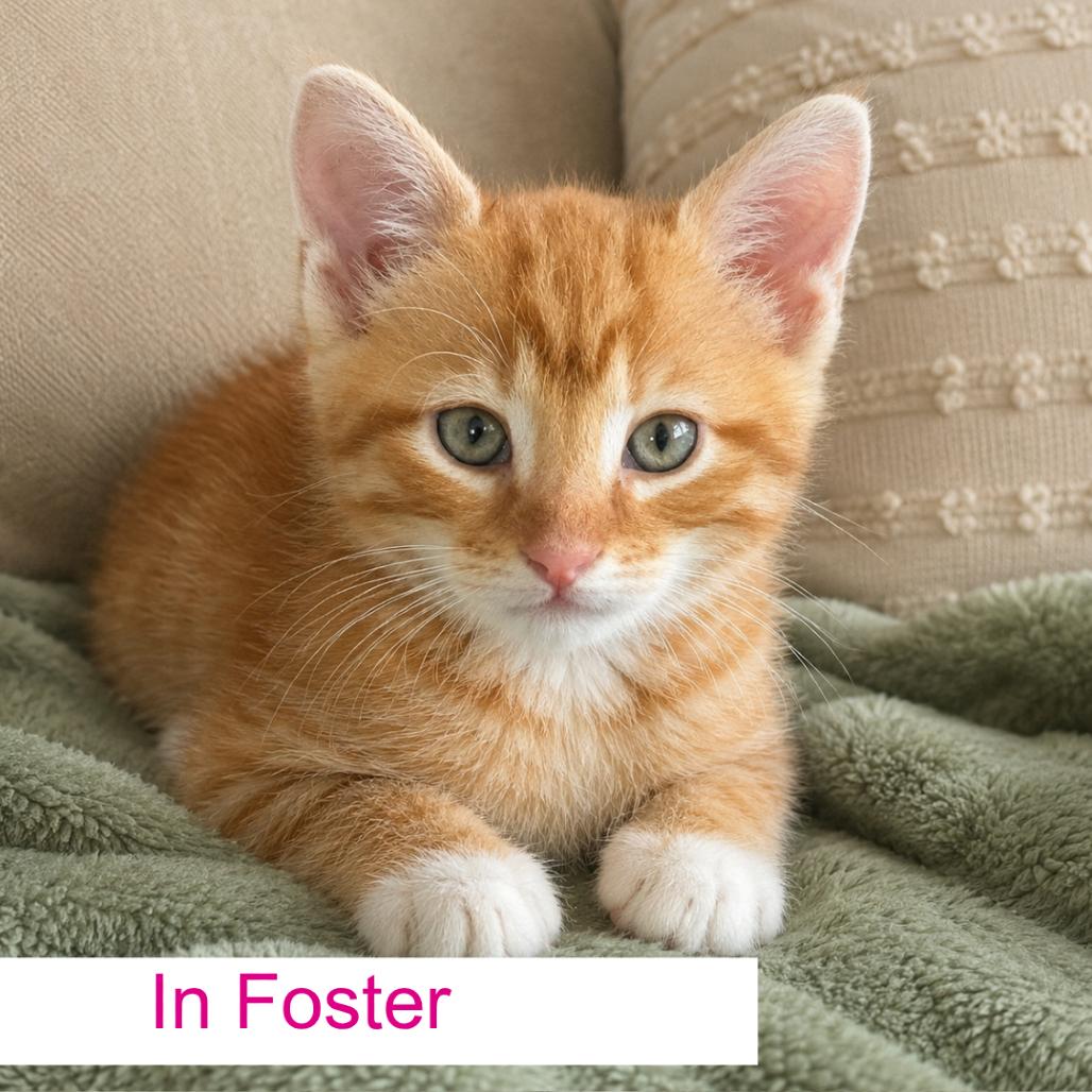 Gordo, a Adoptable Domestic Short Hair in Chapel Hill, NC image 5/6