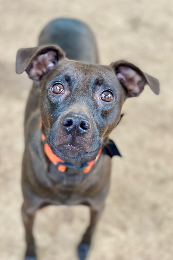 Lazer, a Adoptable mixed breed in Urbandale, IA image 1/3
