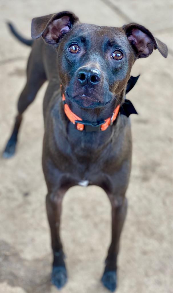 Lazer, a Adoptable mixed breed in Urbandale, IA image 3/3