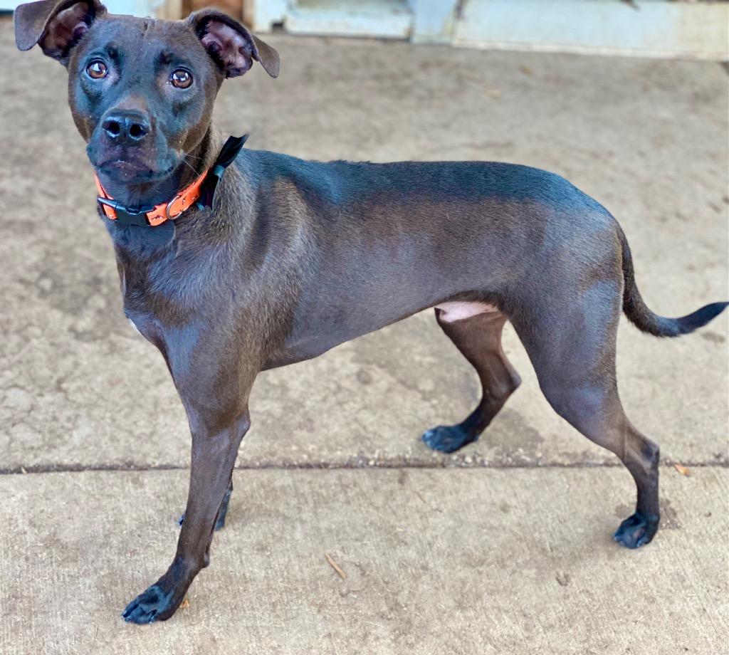 Enlarge Lazer, a Adoptable mixed breed in Urbandale, IA image 2/3