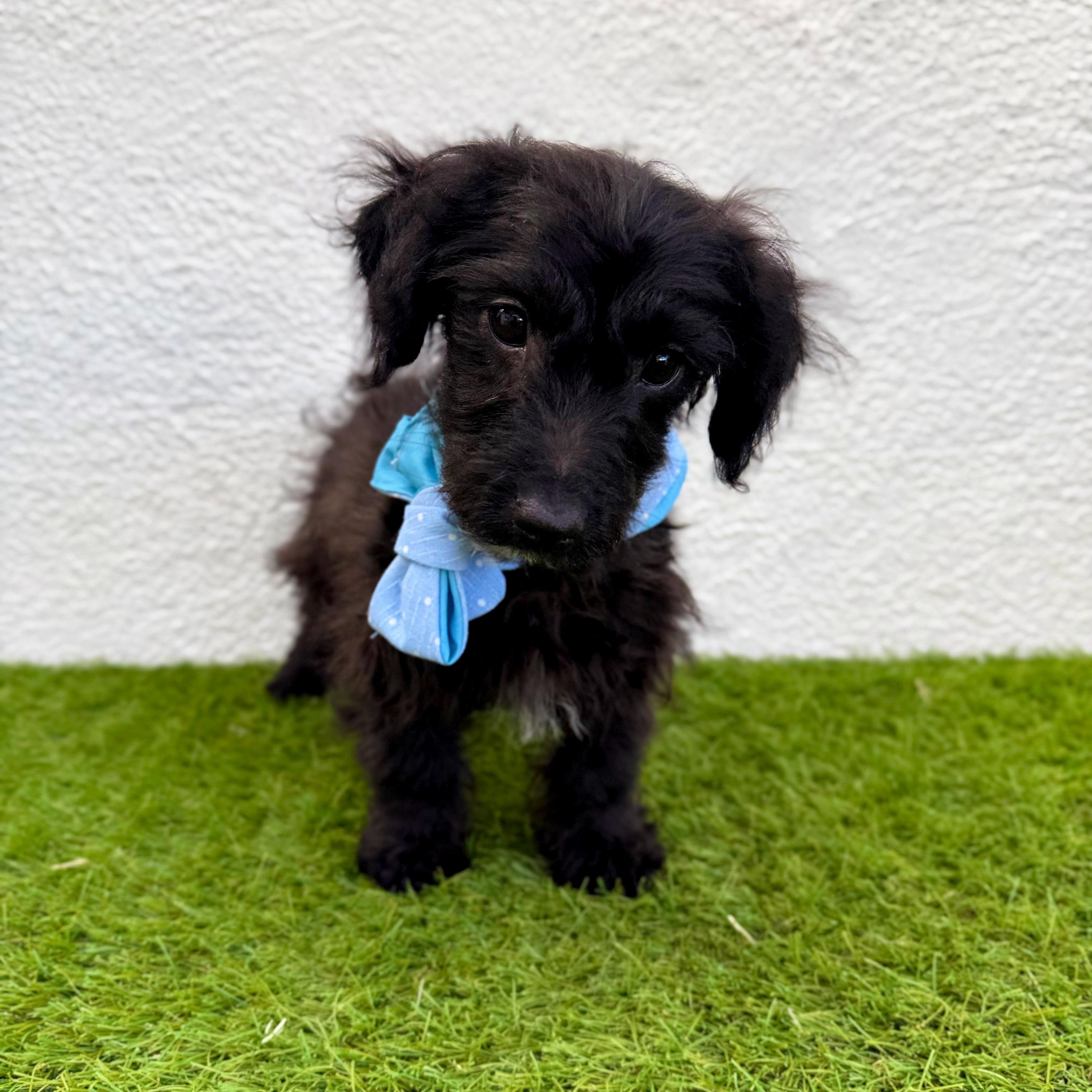 Enlarge TEDDY, an adopted mixed breed in San Diego, CA image 2/6