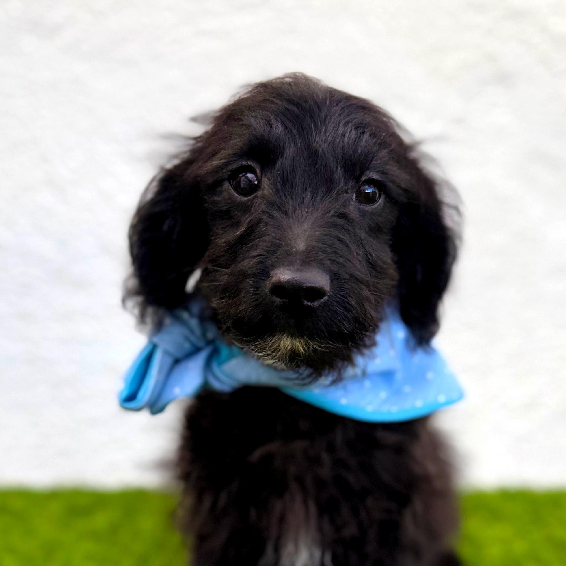 TEDDY, adopted, Puppy Male Maltipoo & Chihuahua.