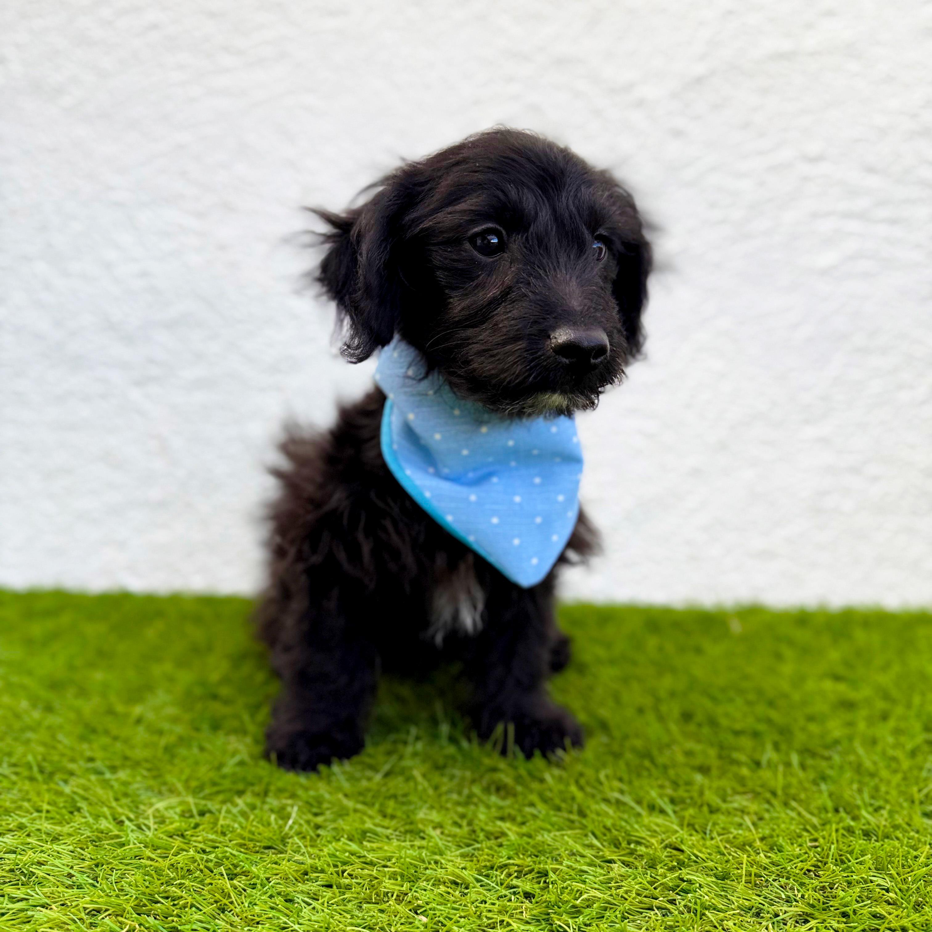 Enlarge TEDDY, an adopted mixed breed in San Diego, CA image 6/6