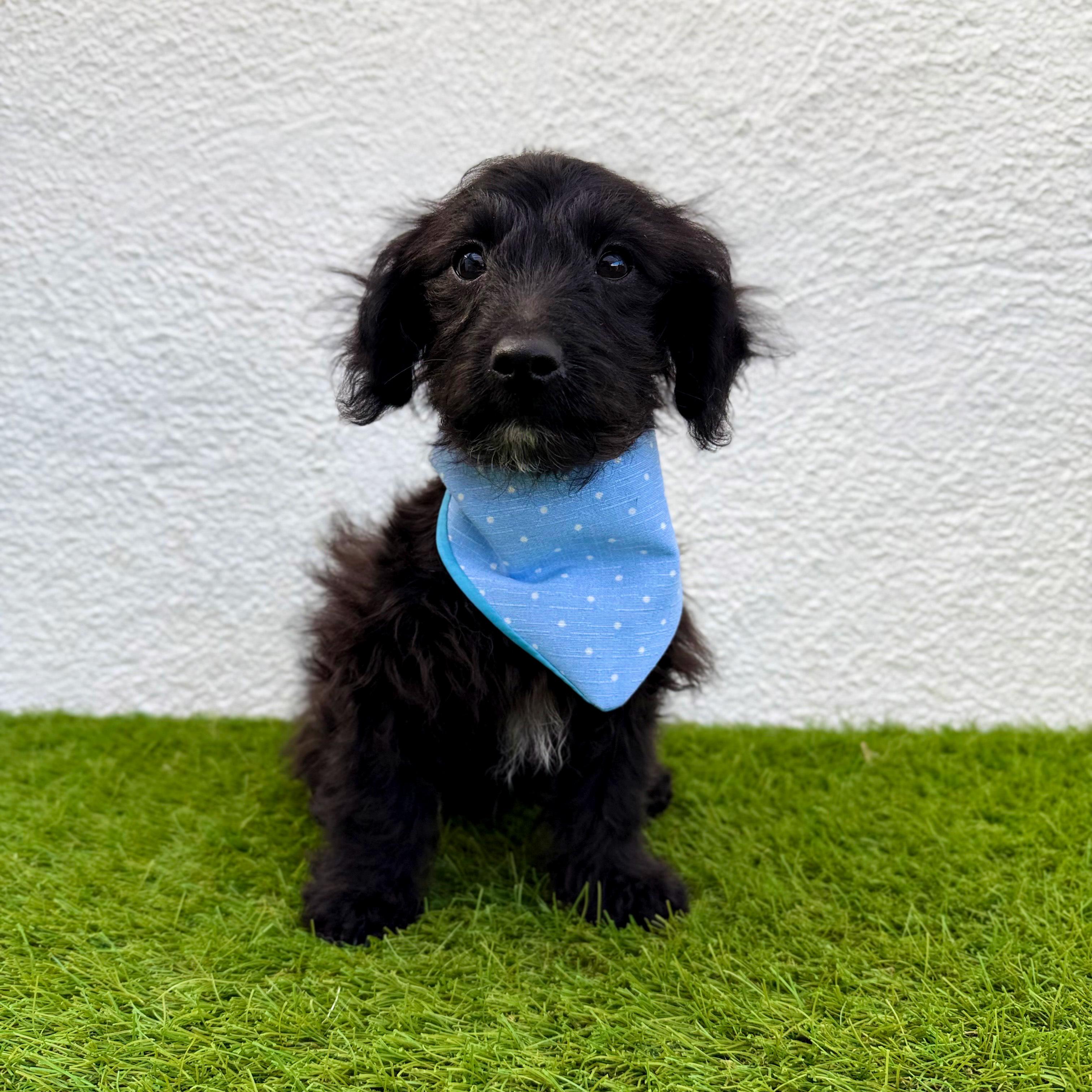 Enlarge TEDDY, an adopted mixed breed in San Diego, CA image 5/6