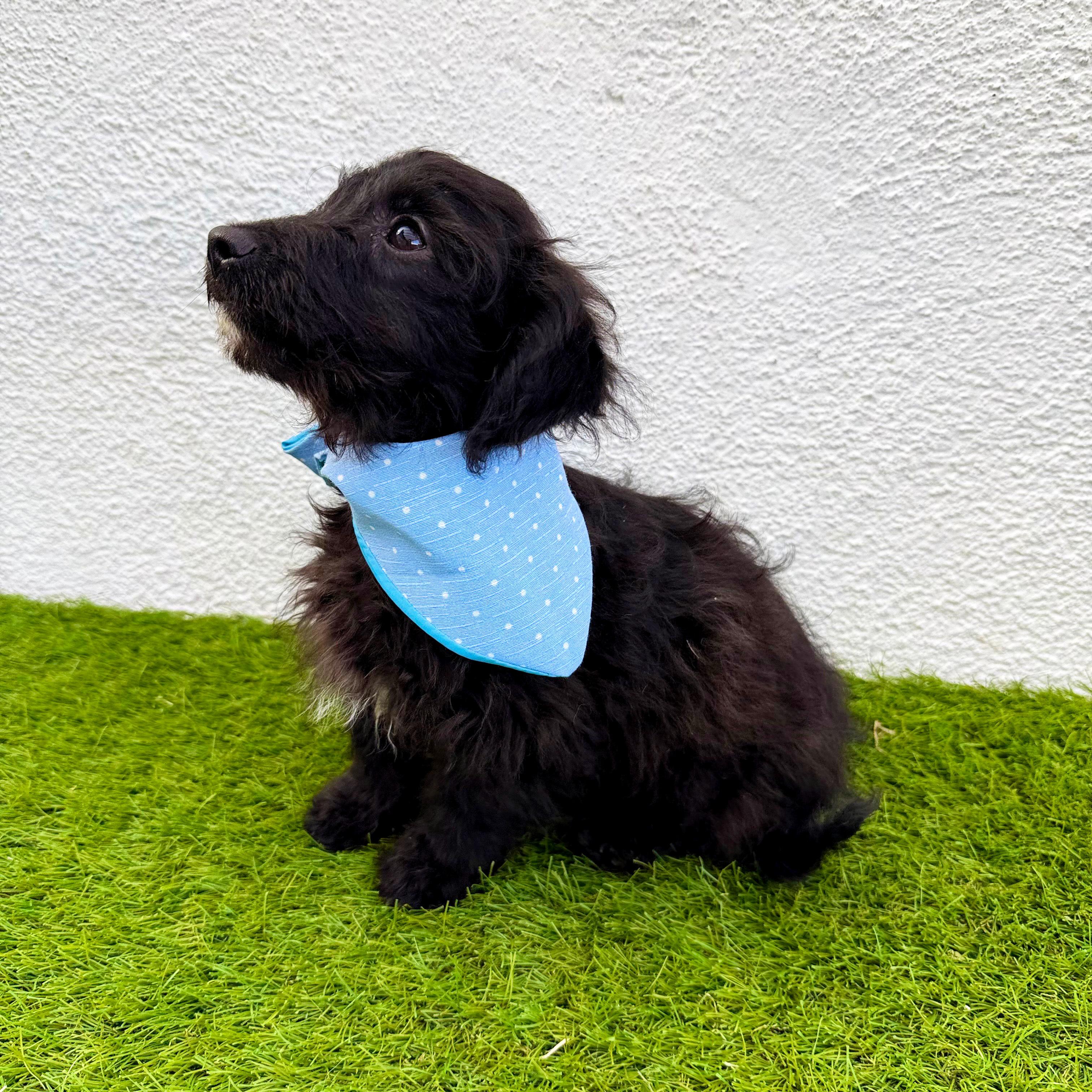 Enlarge TEDDY, an adopted mixed breed in San Diego, CA image 3/6