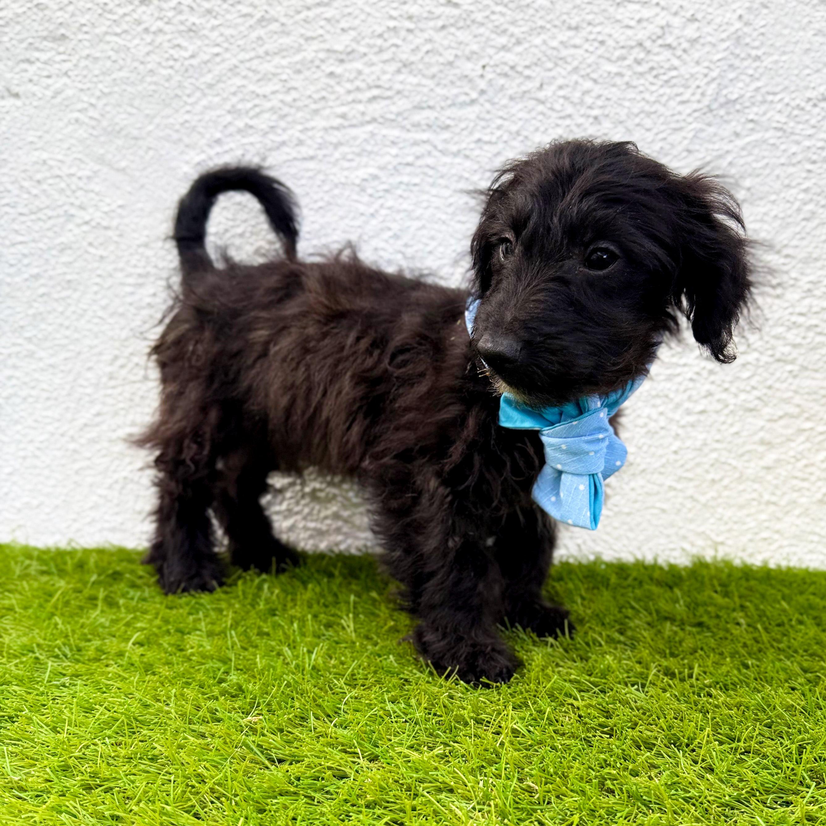 Enlarge TEDDY, an adopted mixed breed in San Diego, CA image 4/6