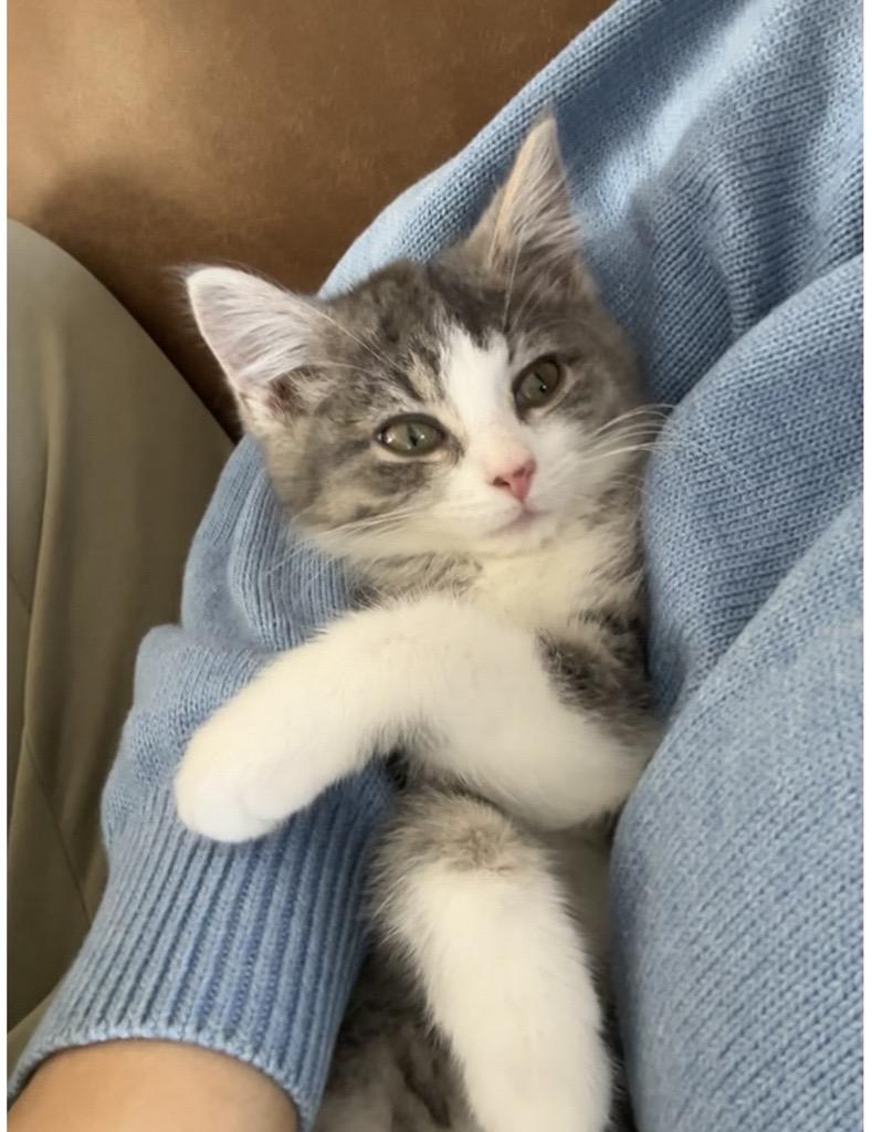 Enlarge Ethan and Posie, a ADOPTABLE Domestic Short Hair in Farmington, MN image 4/4