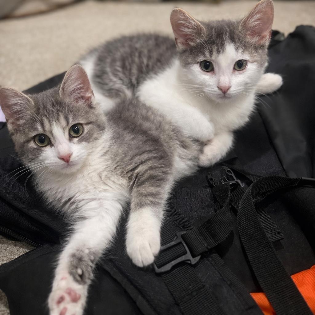 Enlarge Ethan and Posie, a ADOPTABLE Domestic Short Hair in Farmington, MN image 1/4