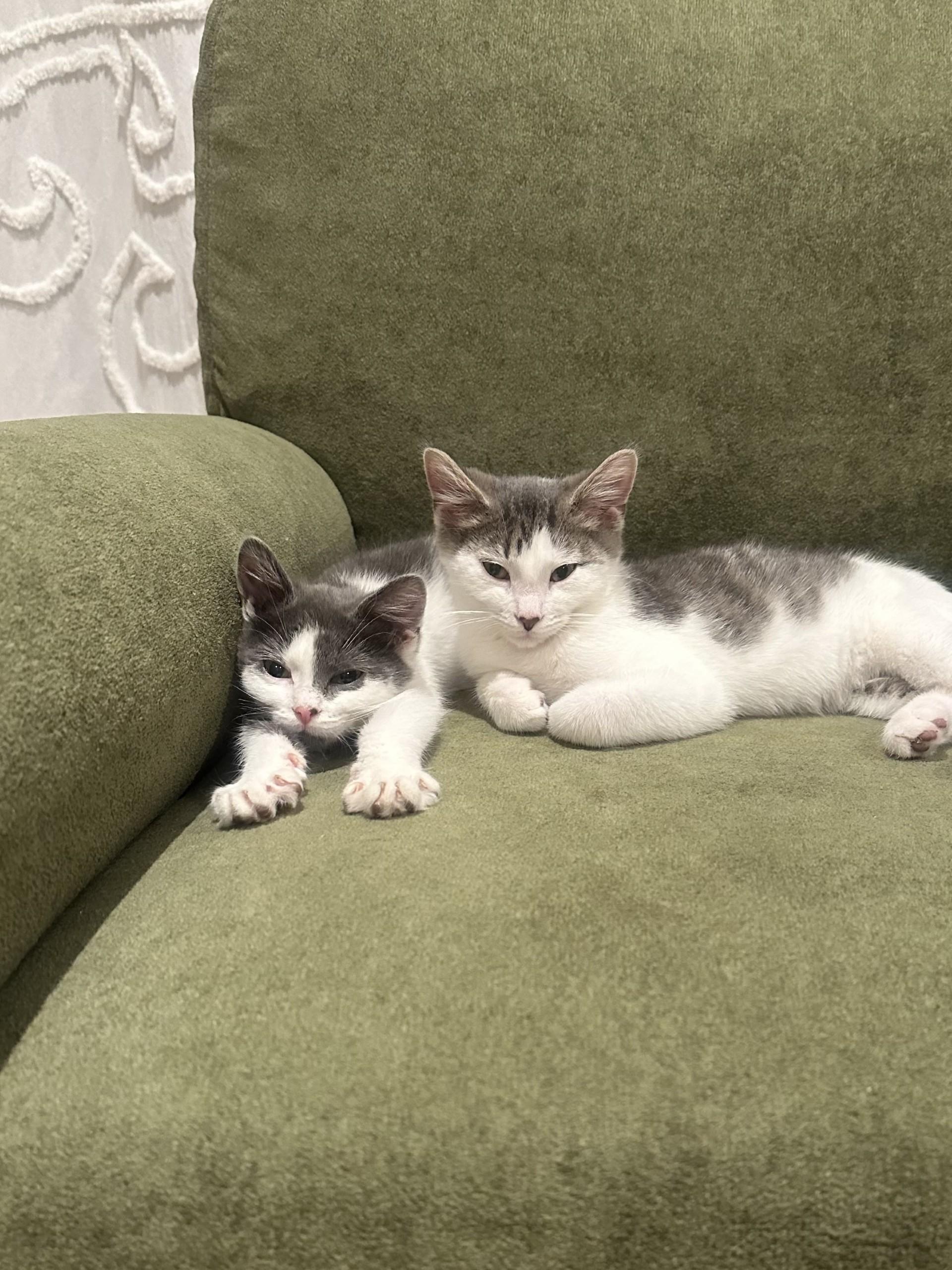 Enlarge Ethan and Posie, a ADOPTABLE Domestic Short Hair in Farmington, MN image 3/4