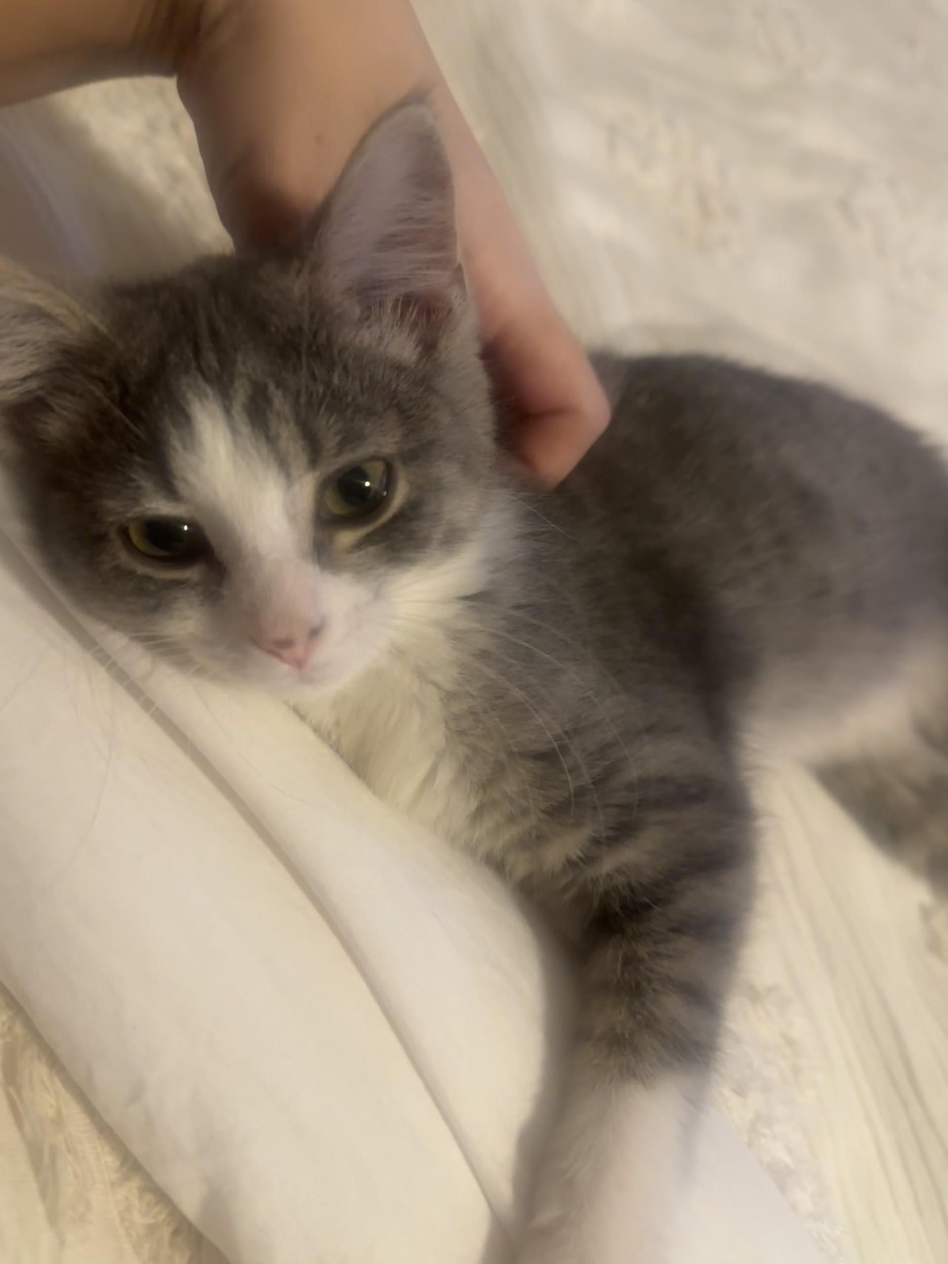 Enlarge Ethan and Posie, a ADOPTABLE Domestic Short Hair in Farmington, MN image 2/4