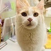 Sakura, a Adoptable Domestic Medium Hair in Milbank, SD image 1/2