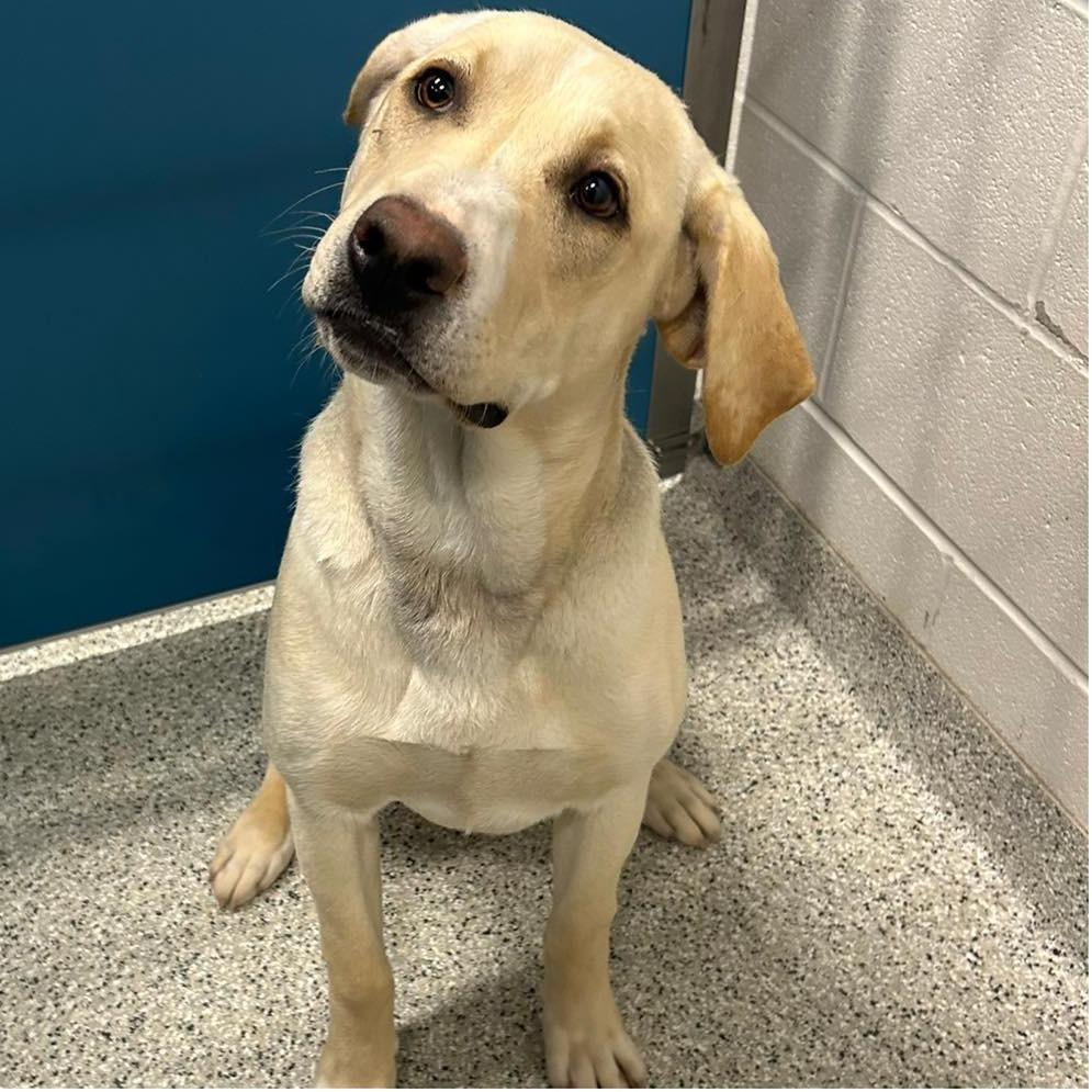 Enlarge NILLA  Available NOW - ADOPTION or RESCUE!, a Adoptable Mixed Breed in Nashville, NC image 1/2