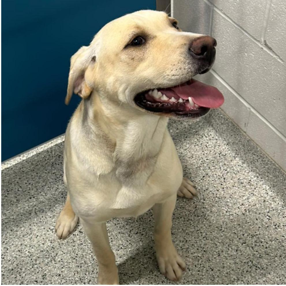 Enlarge NILLA  Available NOW - ADOPTION or RESCUE!, a Adoptable Mixed Breed in Nashville, NC image 2/2