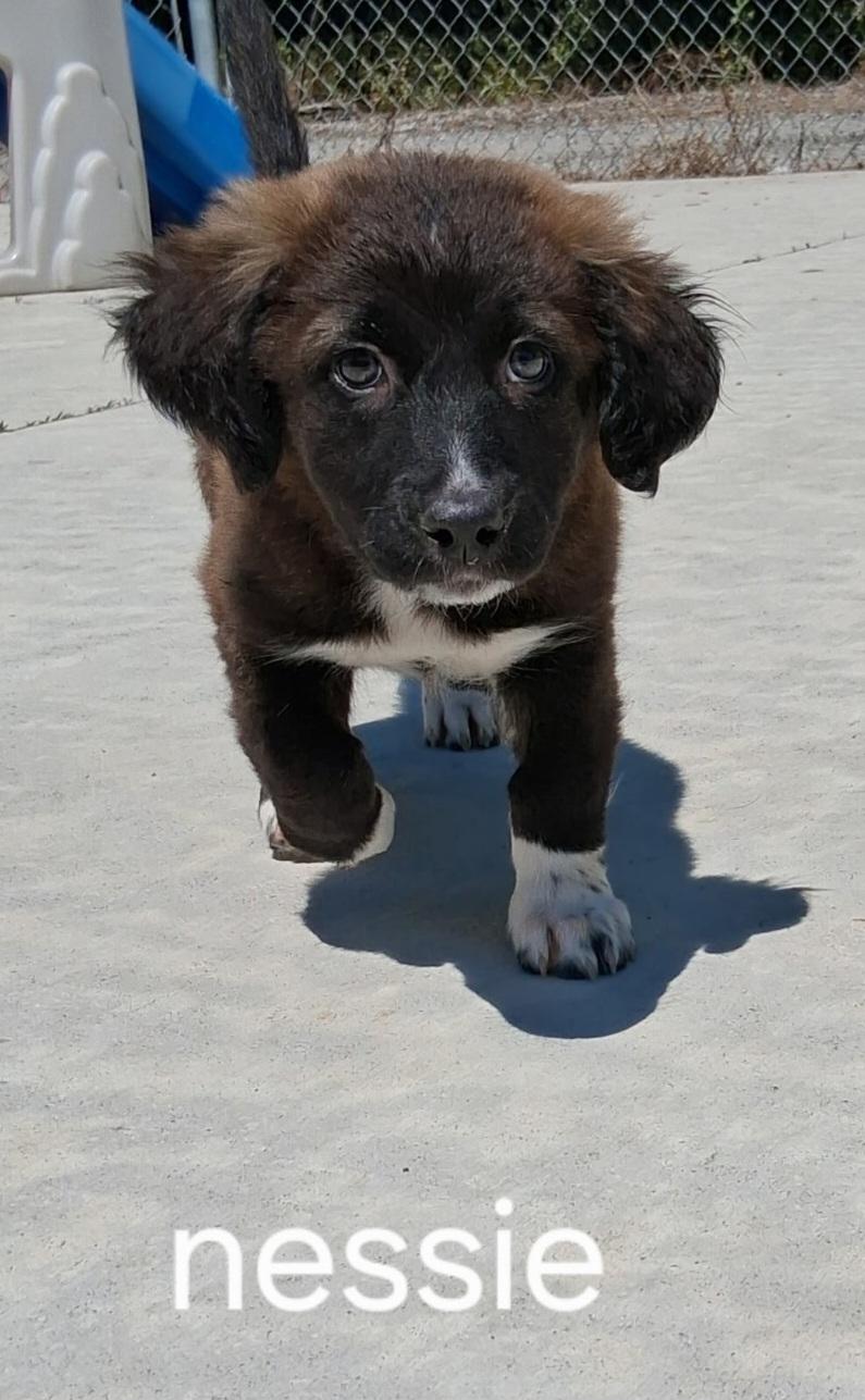 Nessie, adopted, Puppy Female Mixed Breed.