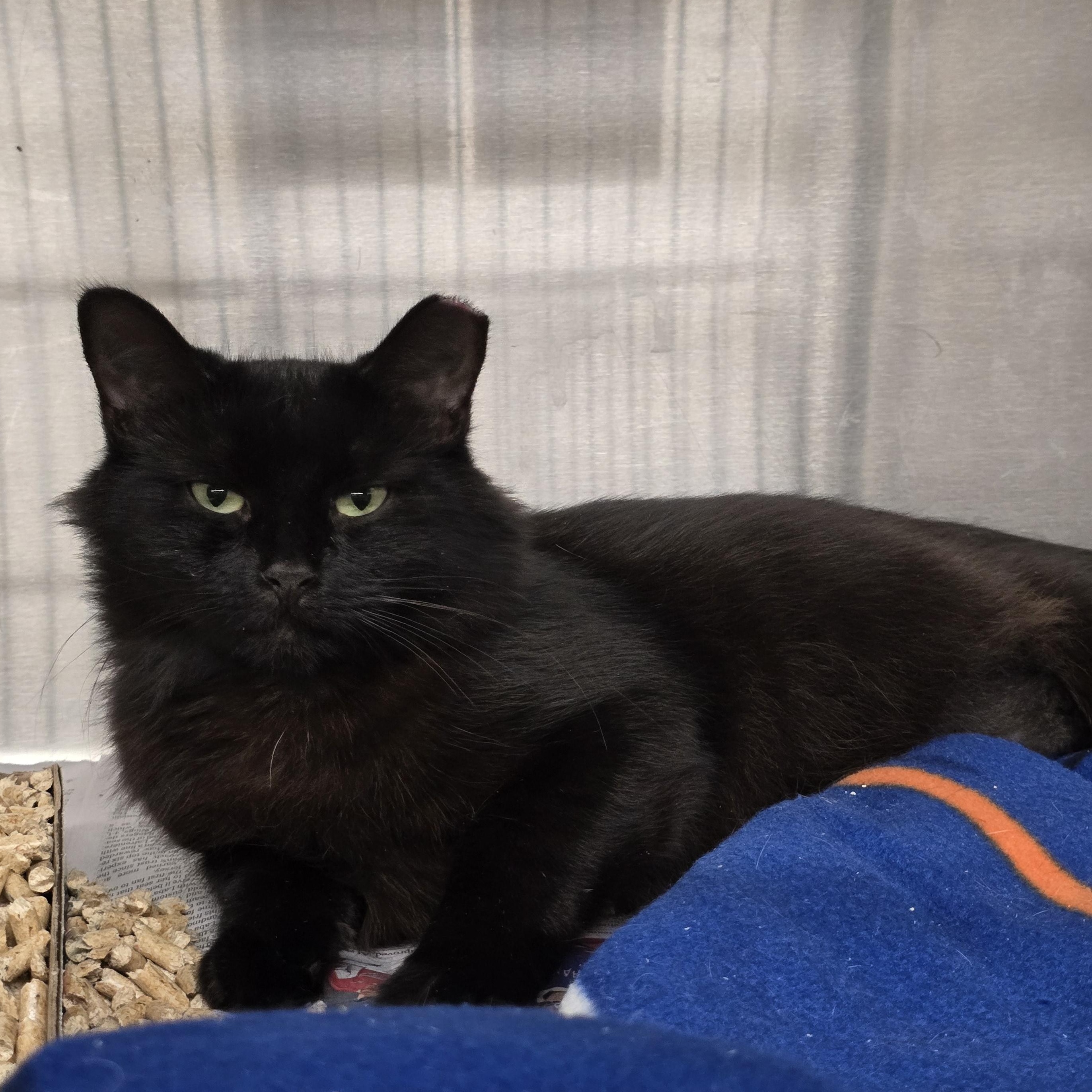 Maddie, Adoptable, Adult Female Domestic Medium Hair.