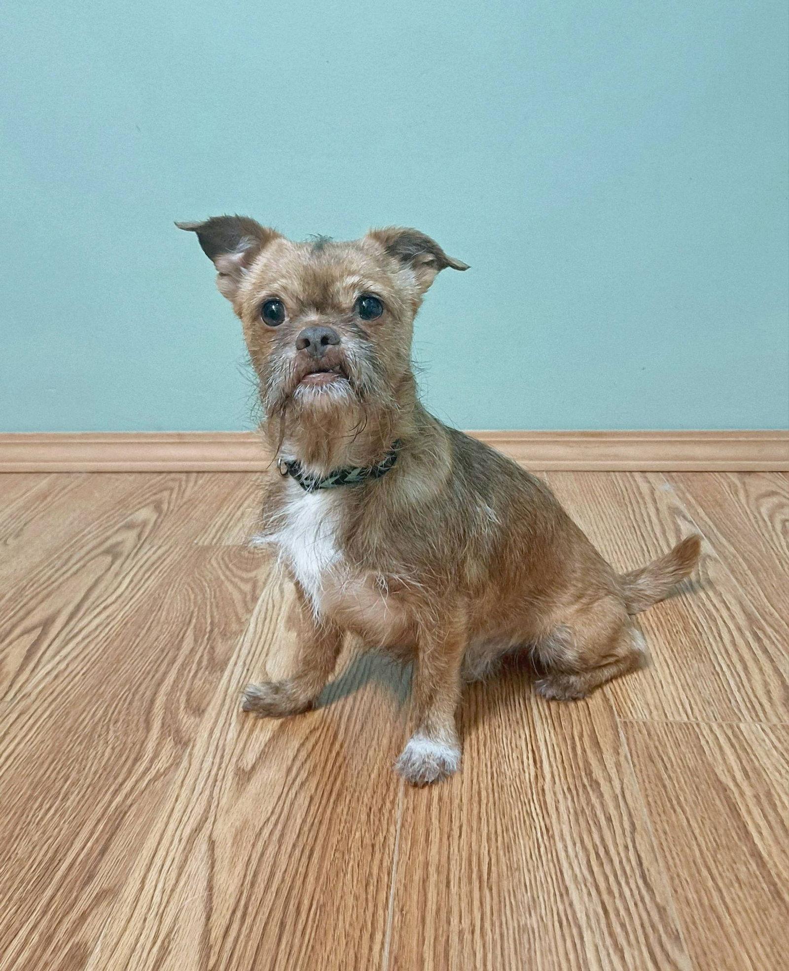 Enlarge Ollie, a Adopted Brussels Griffon in Fairmont, WV image 1/3