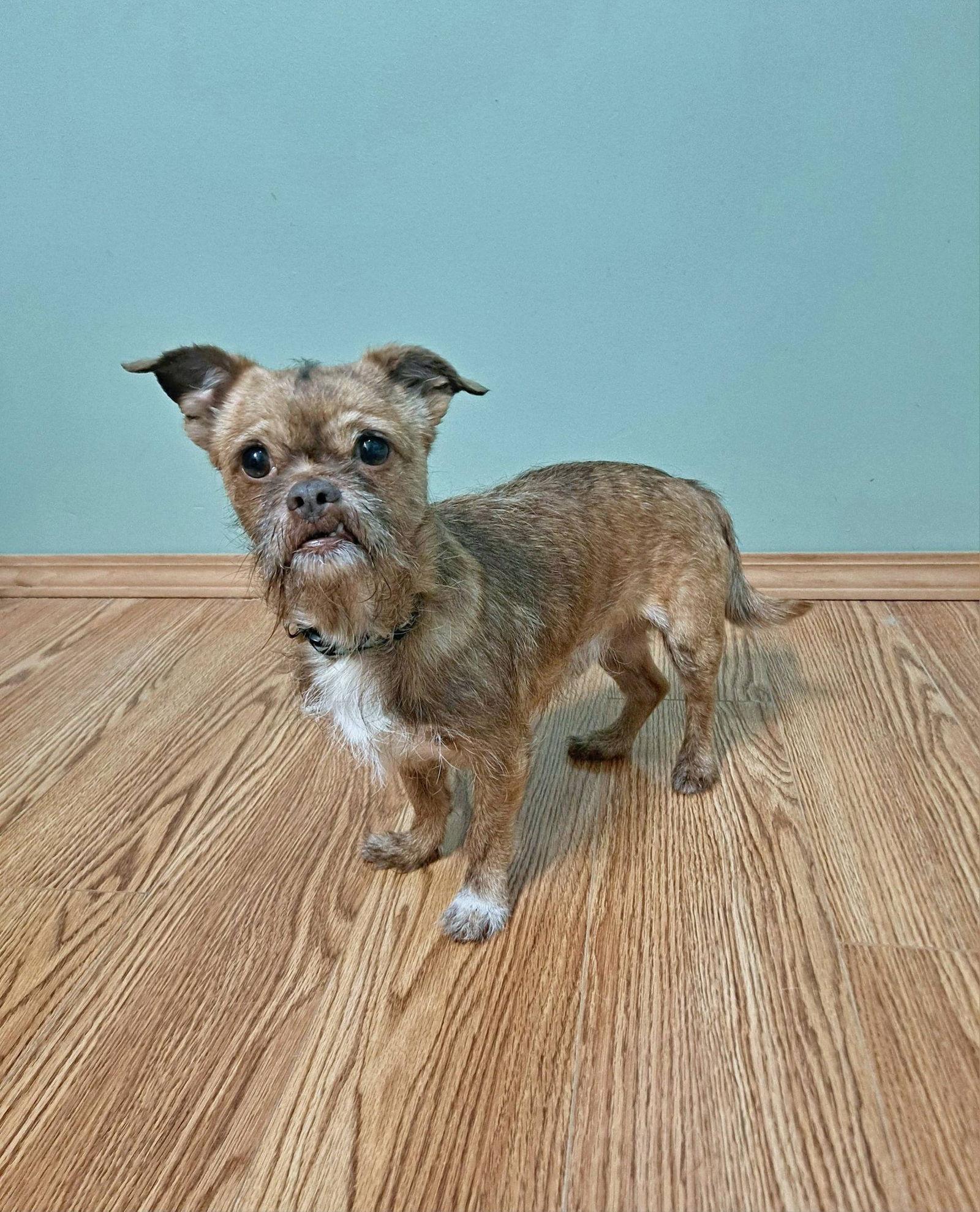 Enlarge Ollie, a Adopted Brussels Griffon in Fairmont, WV image 2/3