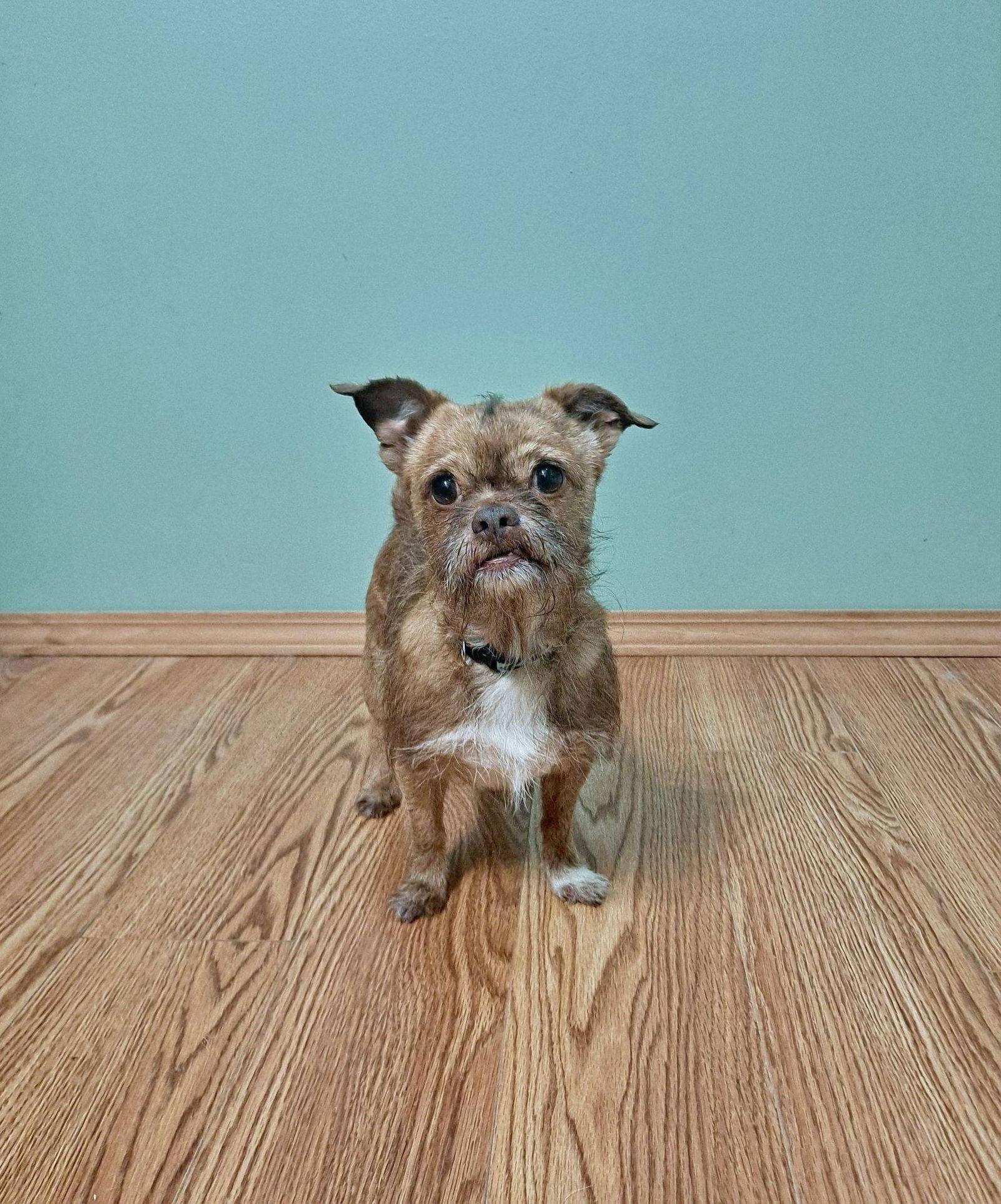 Enlarge Ollie, a Adopted Brussels Griffon in Fairmont, WV image 3/3