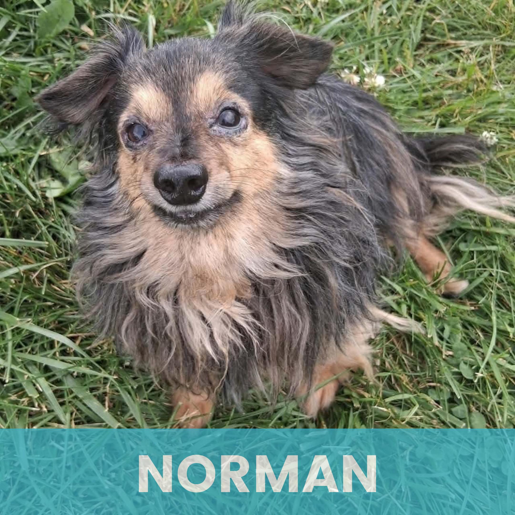 Enlarge Norman, a Adoptable Mixed Breed in Rochester , NY image 1/4