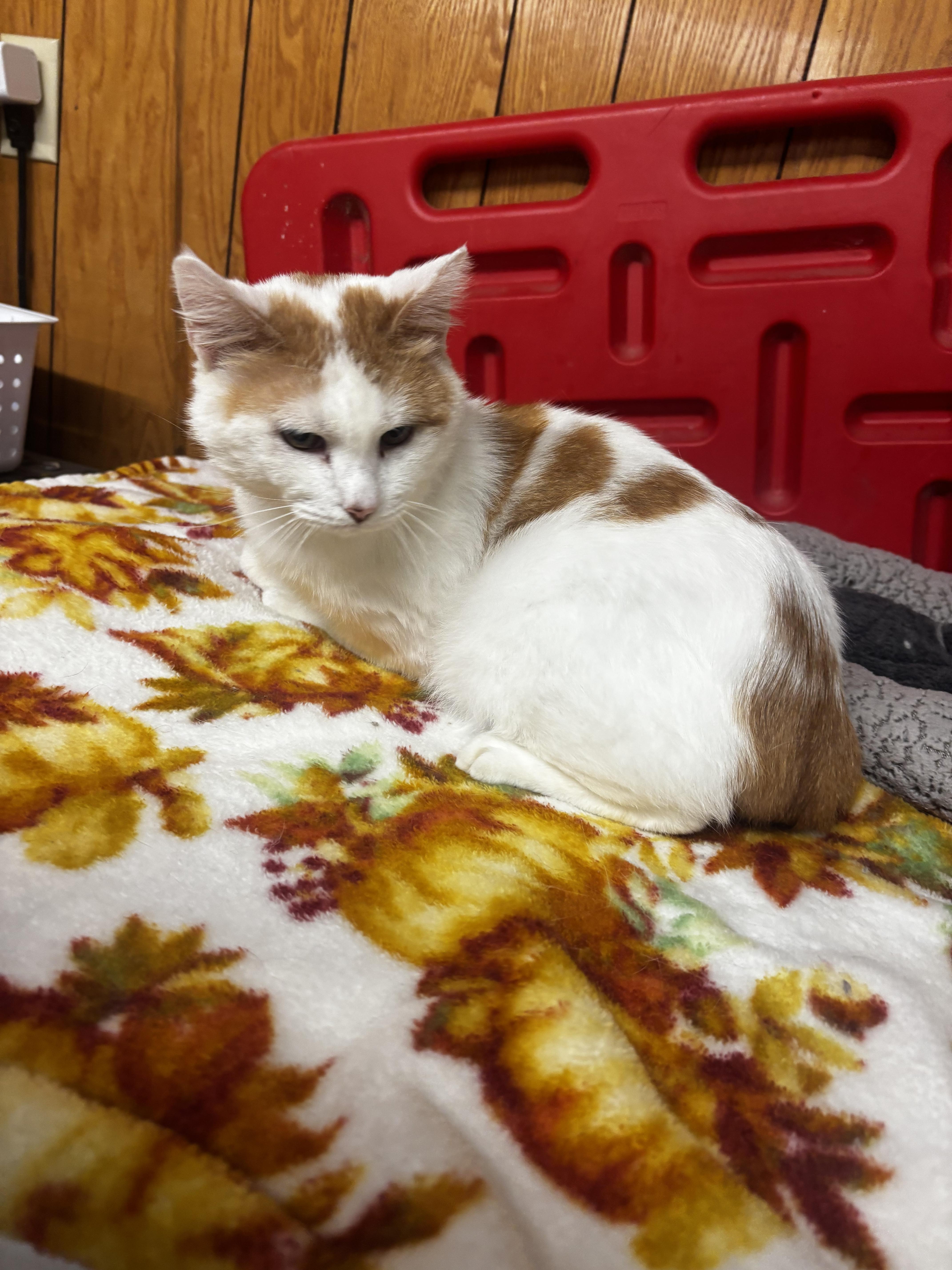 Enlarge Honey Bun, a ADOPTABLE Domestic Short Hair in Fort Madison, IA image 1/3