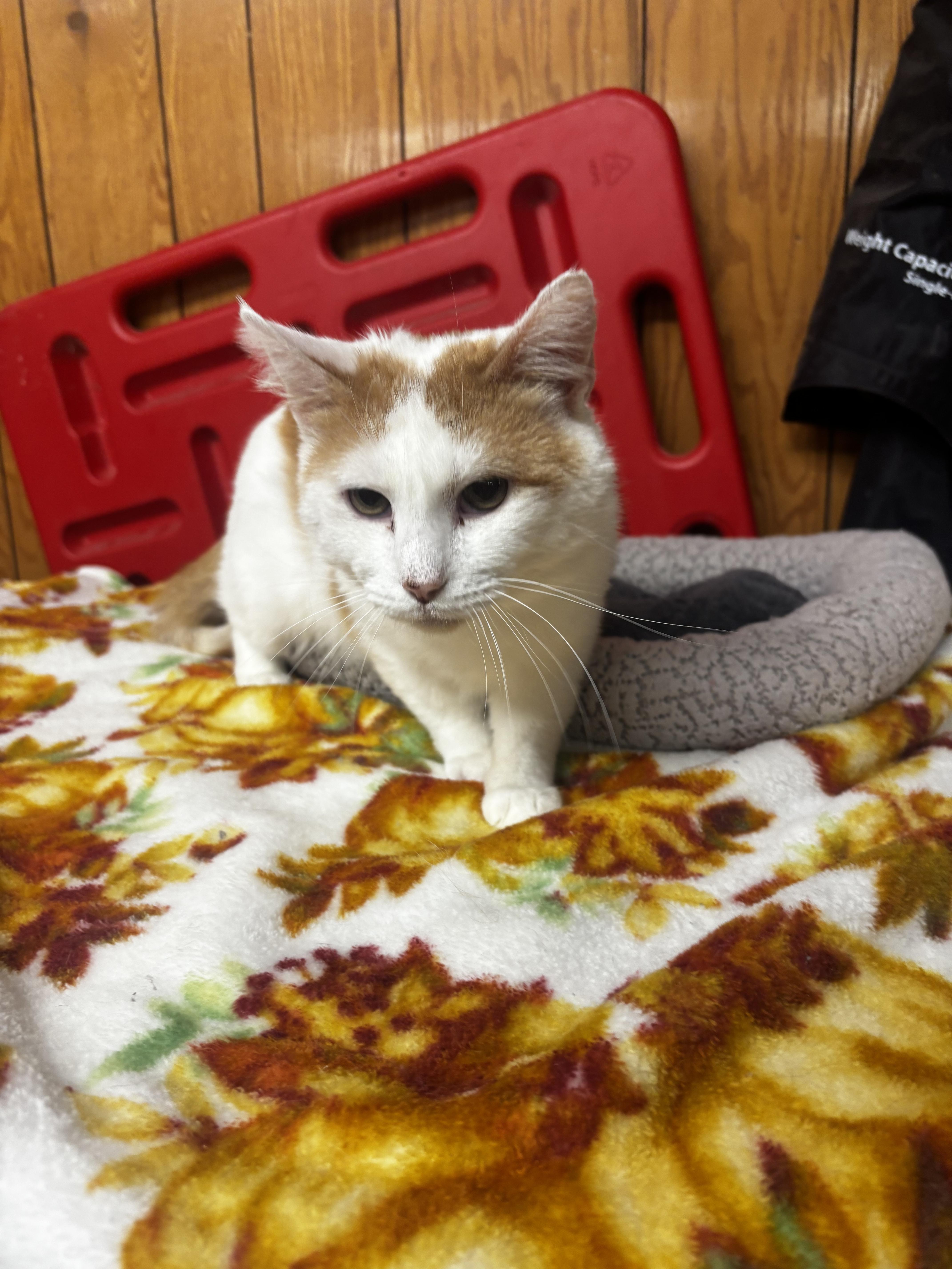 Enlarge Honey Bun, a ADOPTABLE Domestic Short Hair in Fort Madison, IA image 2/3
