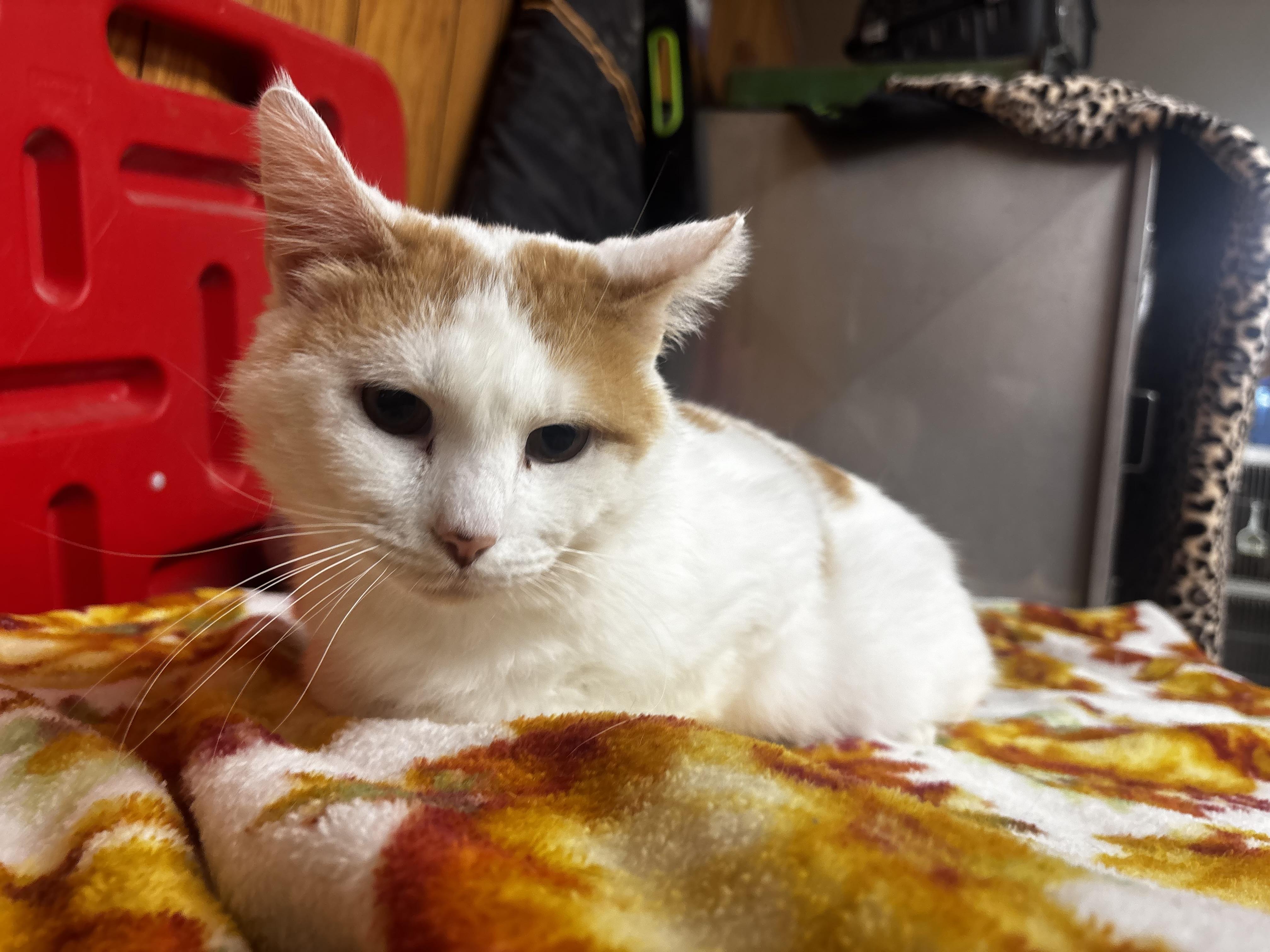Enlarge Honey Bun, a ADOPTABLE Domestic Short Hair in Fort Madison, IA image 3/3