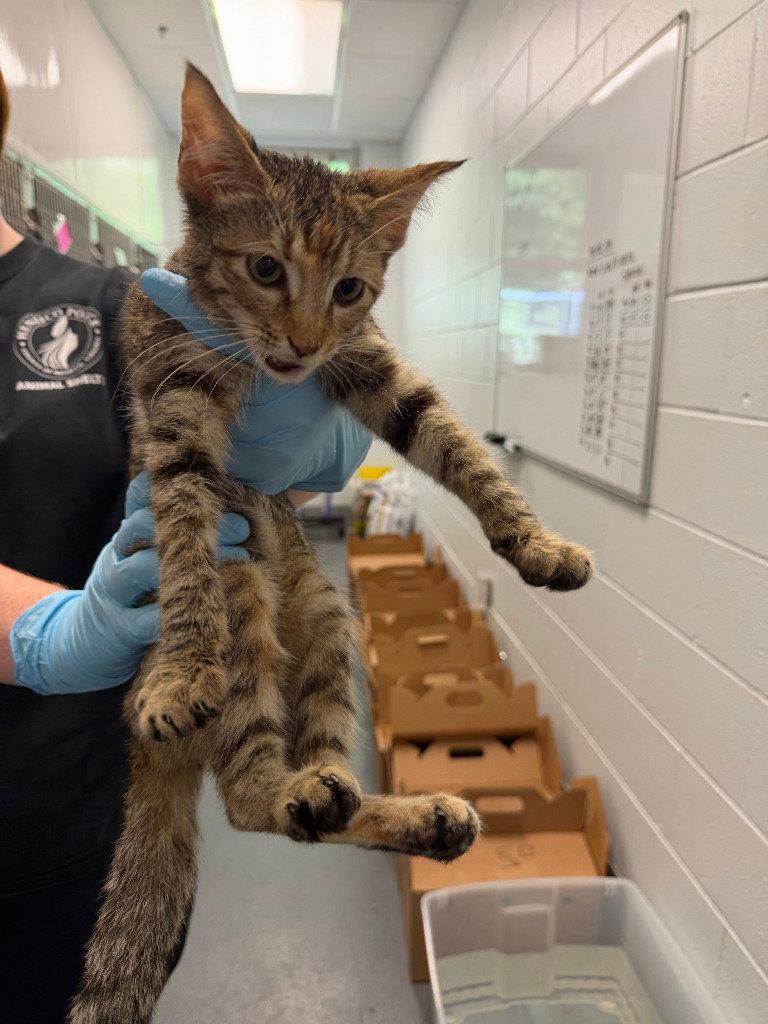 CA 135 Betty, Adoptable, Kitten Female Domestic Short Hair.