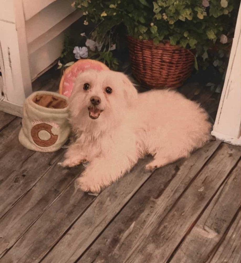 Fairbanks, Adoptable, Adult Male Maltese.